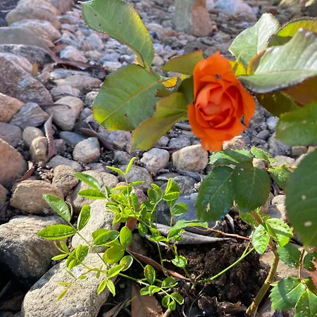 D'hotes L'olivette Des Alberes Saint-André